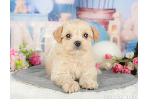 販売中の千葉県のミックス犬-388333の3枚目